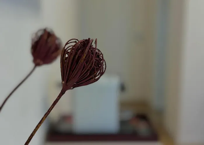 Sanla Σαν Λάτζαρο ντι Σάβενα